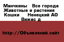 Манчкины - Все города Животные и растения » Кошки   . Ненецкий АО,Вижас д.